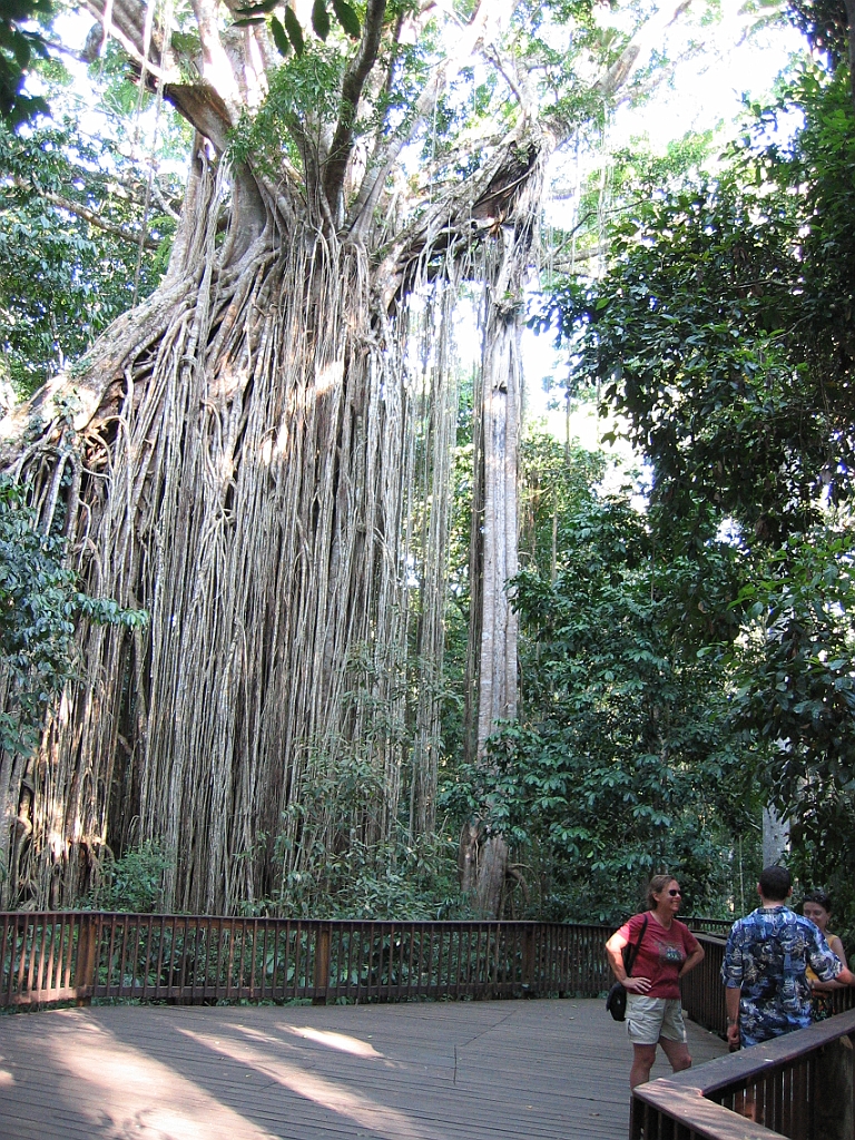 030 Curtain Fig Tree.jpg